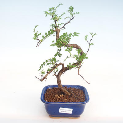 Pokojová bonsai - Zantoxylum piperitum - Pepřovník PB22075 - 1