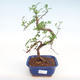 Pokojová bonsai - Zantoxylum piperitum - Pepřovník PB22075 - 1/4