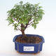 Pokojová bonsai - Sagerécie thea - Sagerécie thea  PB2192075 - 1/4