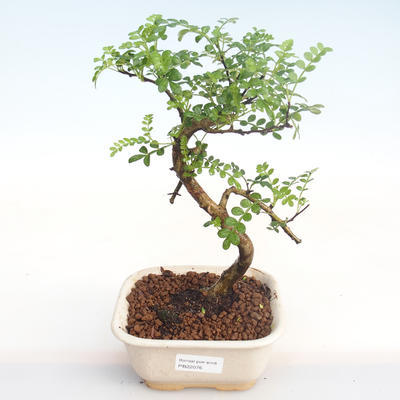 Pokojová bonsai - Zantoxylum piperitum - Pepřovník PB22076 - 1