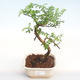 Pokojová bonsai - Zantoxylum piperitum - Pepřovník PB22076 - 1/4