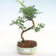 Pokojová bonsai - Zantoxylum piperitum - Pepřovník PB22077 - 1/4