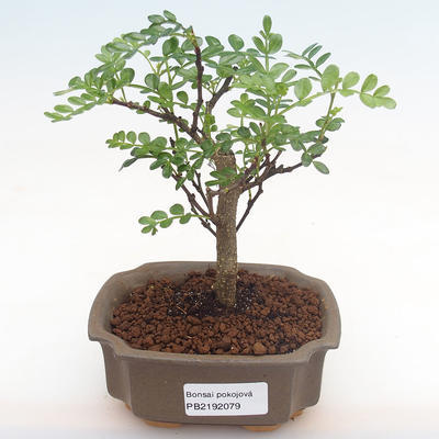 Pokojová bonsai - Zantoxylum piperitum - pepřovník PB2192079 - 1