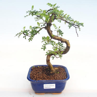 Pokojová bonsai - Zantoxylum piperitum - Pepřovník PB22079 - 1