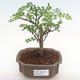 Pokojová bonsai - Zantoxylum piperitum - pepřovník PB2192079 - 1/5