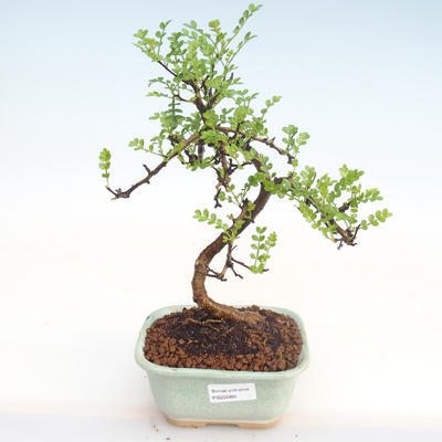 Pokojová bonsai - Zantoxylum piperitum - Pepřovník PB22080 - 1
