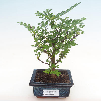 Pokojová bonsai - Zantoxylum piperitum - pepřovník PB2192083 - 1