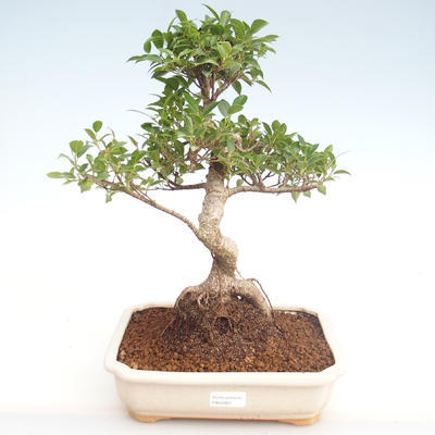 Pokojová bonsai - Ficus retusa -  malolistý fíkus PB22083 - 1