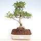 Pokojová bonsai - Ficus retusa -  malolistý fíkus PB22083 - 1/2