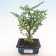 Pokojová bonsai - Zantoxylum piperitum - pepřovník PB2192083 - 1/5