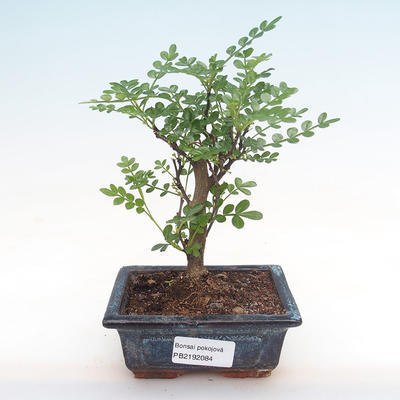 Pokojová bonsai - Zantoxylum piperitum - pepřovník PB2192084 - 1