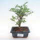Pokojová bonsai - Zantoxylum piperitum - pepřovník PB2192084 - 1/5