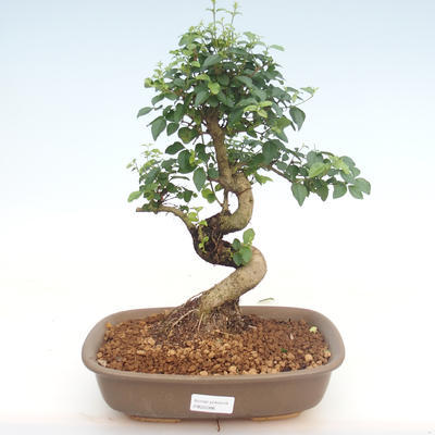 Pokojová bonsai -Ligustrum chinensis - Ptačí zob PB22086 - 1