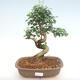 Pokojová bonsai -Ligustrum chinensis - Ptačí zob PB22086 - 1/3