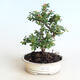 Vonkajšia bonsai-Cotoneaster horizontalis-Skalník - 1/2