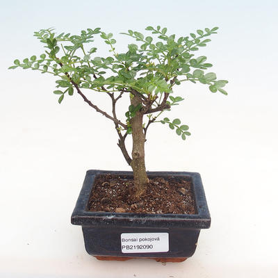 Pokojová bonsai - Zantoxylum piperitum - pepřovník PB2192090 - 1