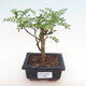 Pokojová bonsai - Zantoxylum piperitum - pepřovník PB2192090 - 1/5