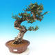 Izbová bonsai - Olea europaea sylvestris -Oliva európska drobnolistá - 1/7