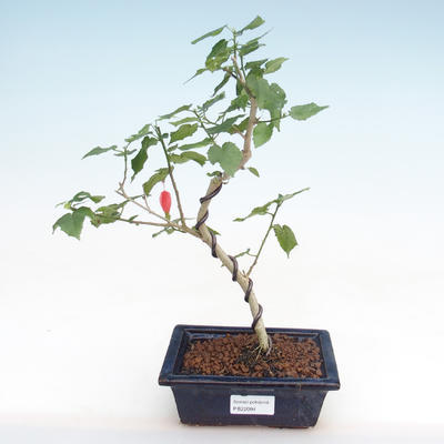 Pokojová bonsai - malokvětý ibišek PB22094 - 1