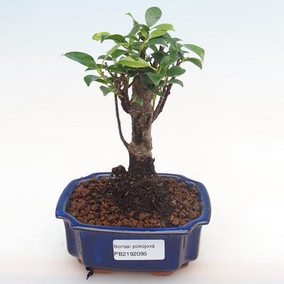 Pokojová bonsai - Ficus retusa -  malolistý fíkus PB2192095 - 1