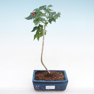 Pokojová bonsai - malokvětý ibišek PB22095 - 1