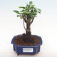 Pokojová bonsai - Ficus retusa -  malolistý fíkus PB2192095 - 1/2