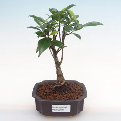 Pokojová bonsai - Ficus retusa -  malolistý fíkus PB2192097 - 1