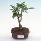 Pokojová bonsai - Ficus retusa -  malolistý fíkus PB2192097 - 1/2