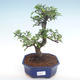 Pokojová bonsai - Ulmus parvifolia - Malolistý jilm PB2192099 - 1/3