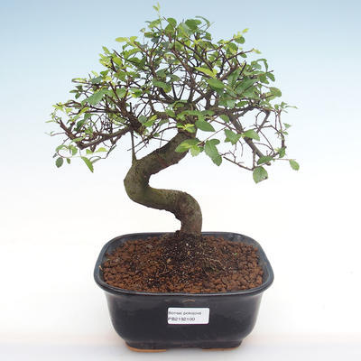 Pokojová bonsai - Ulmus parvifolia - Malolistý jilm PB2192100 - 1