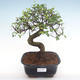 Pokojová bonsai - Ulmus parvifolia - Malolistý jilm PB2192100 - 1/3