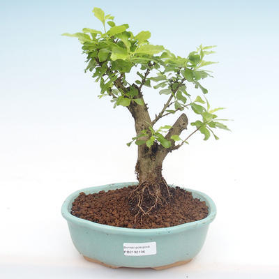 Pokojová bonsai - Duranta erecta Aurea PB2192106 - 1