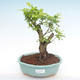 Pokojová bonsai - Duranta erecta Aurea PB2192106 - 1/3