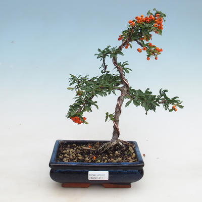 Vonkajšia bonsai-Pyracanta Teton -Hlohyně - 1