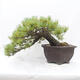 Vonkajšie bonsai - Pinus parviflora - Borovica drobnokvetá - 1/5