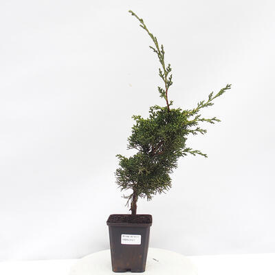 Vonkajší bonsai - Juniperus chinensis Kishu -Jalovec čínsky