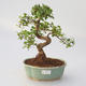 Izbová bonsai -Ligustrum chinensis - Vtáčí zob - 1/3