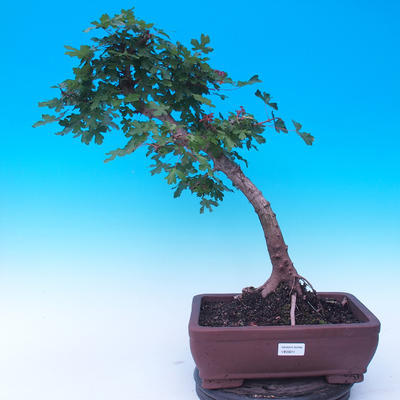 Vonkajší bonsai -Javor poľný - Acer campestre - 1