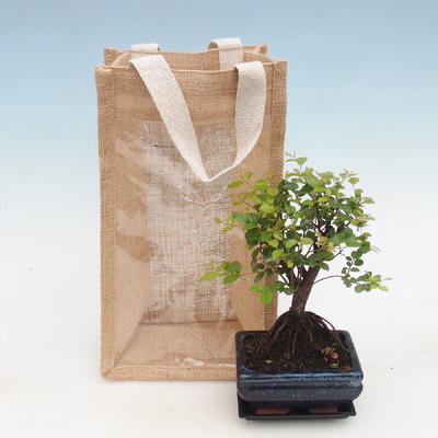 Izbová bonsai v darčekovej taške - JUTA, Sagerecie čajová - Sageretia thea