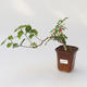 Izbová bonsai -Hibiscus- malokvetá ibištek - 1/2