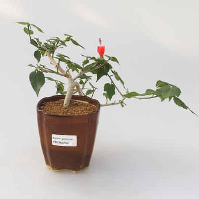 Izbová bonsai -Hibiscus- malokvetá ibištek - 1