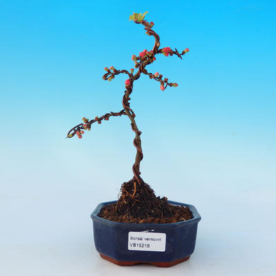 Vonkajšie bonsai - Chaneomeles s. Red Joy - Dulovec - 1