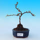 Vonkajšie bonsai - Chaneomeles s. Red Joy - Dulovec - 1/4