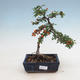 Vonkajšia bonsai-Pyracanta Teton -Hlohyně - 1/2