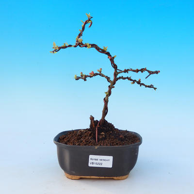 Vonkajšie bonsai - Chaneomeles s. Red Joy - Dulovec - 1