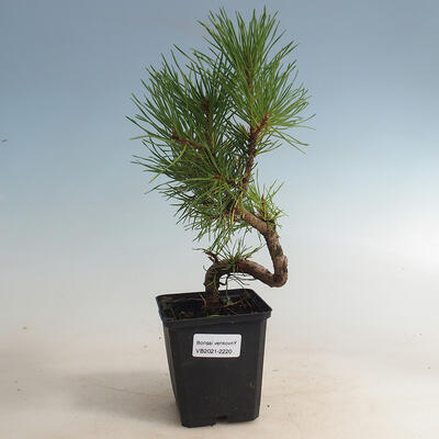 Vonkajšie bonsai - Pinus sylvestris - Borovica lesná