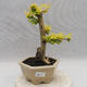 Izbová bonsai -Ligustrum Aurea - Vtáčí zob - 1/5