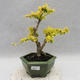Izbová bonsai -Ligustrum Aurea - Vtáčí zob - 1/5
