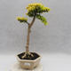 Izbová bonsai -Ligustrum Aurea - Vtáčí zob - 1/6