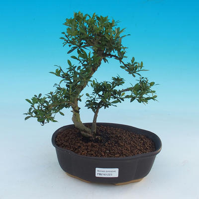 Izbová bonsai - Cezmína - 1